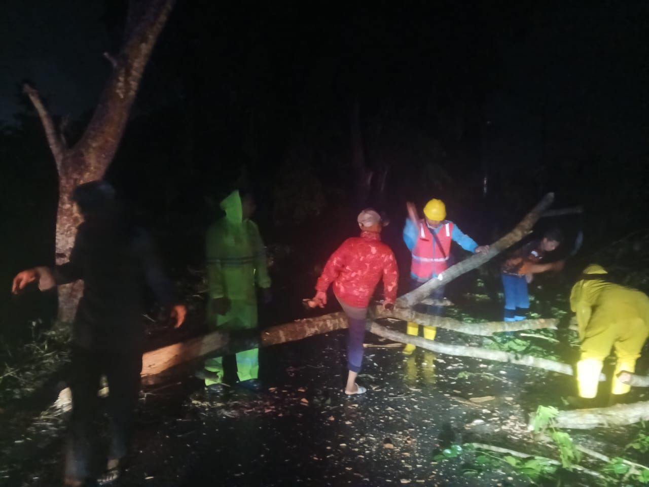 Hujan Deras dan Angin Kencang, Pohon Tumbang di Jalan Proklamasi Stabat, Lalu Lintas Sempat Tersendat