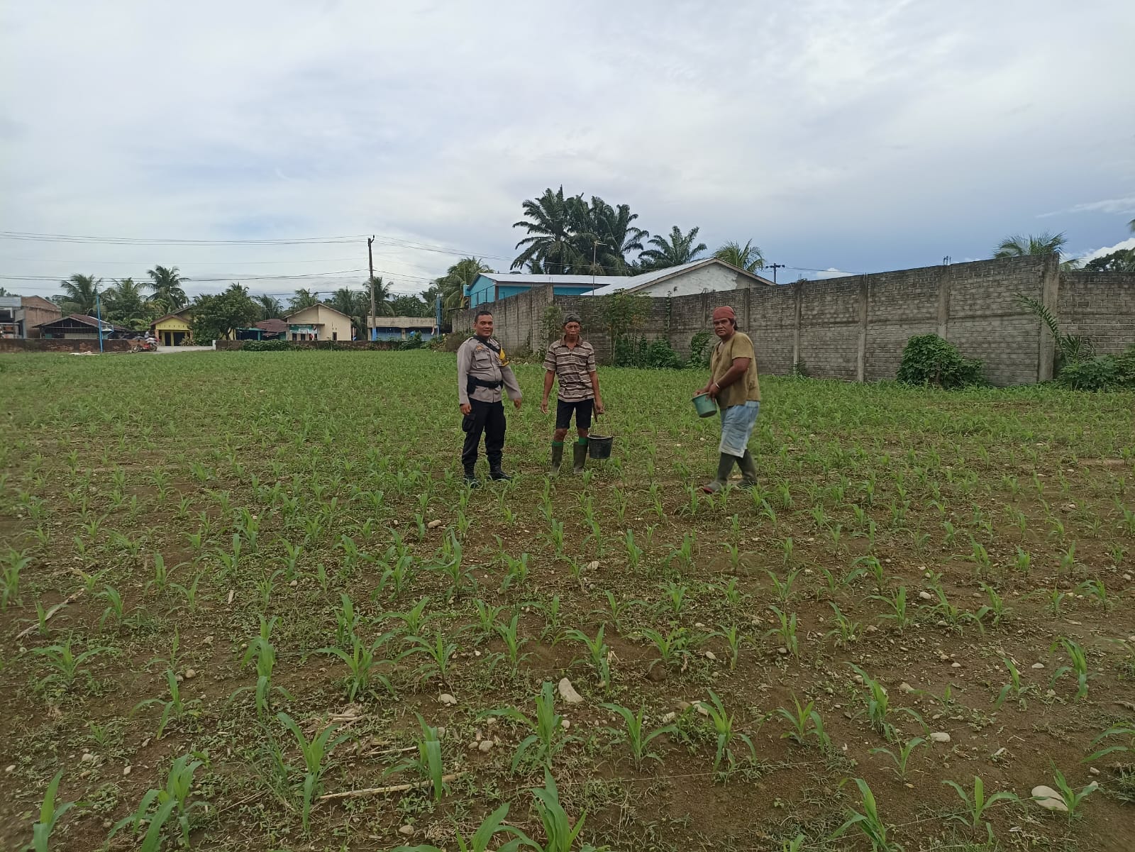 Bhabinkamtibmas Polsek Kuala Sambang Warga dan Tinjau Budidaya Jagung Pondok Pesantren
