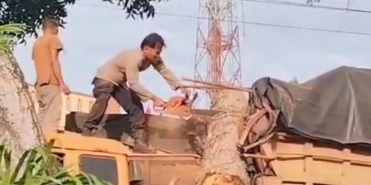 Pohon Tumbang Timpa Truk di Desa Pematang tengah, Polisi Bergerak Cepat Evakuasi Lokasi