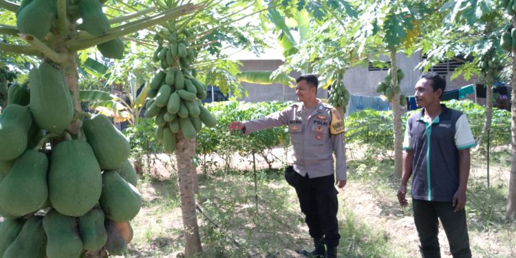 Sambangi Warga, Bhabinkamtibmas Secanggang Dorong Pekarangan Rumah Jadi Lahan Pangan